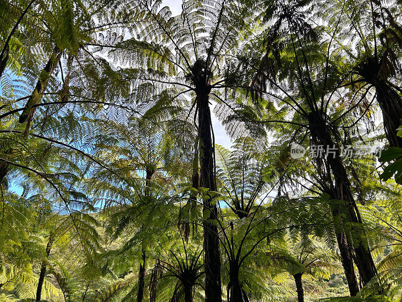 Punga Treefern Canopy，新西兰